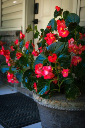 Beautiful red begonia flowers near the front door
